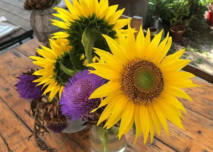 مزرعة للإقامة Pecore Ribelli