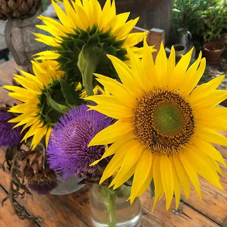 مزرعة للإقامة Pecore Ribelli