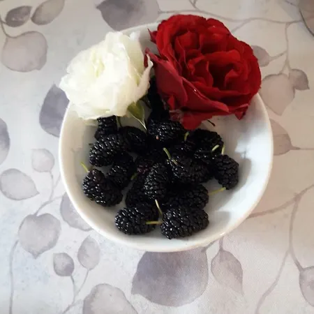 팜스테이 Pecore Ribelli
