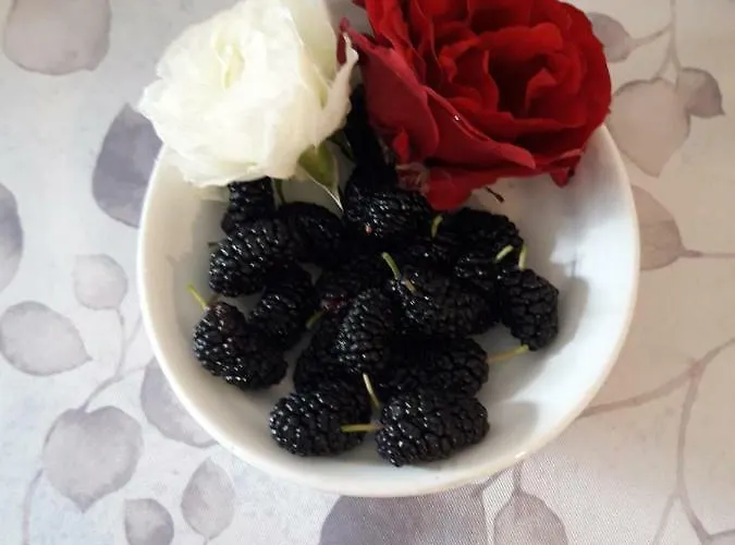 Farmház Pecore Ribelli